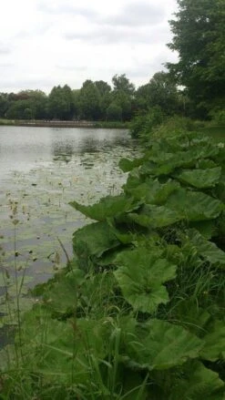 Mammoetblad (Gunnera Manicata) 15 Mammoetblad (Gunnera Manicata) -PlantenPracht Winkel gunnera