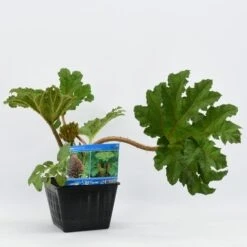 Mammoetblad (Gunnera Manicata) -PlantenPracht Winkel gunnera manicata 28x28 20180412192854 2 1