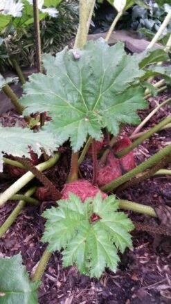 Mammoetblad (Gunnera Manicata) -PlantenPracht Winkel gunnera manicata 4 1