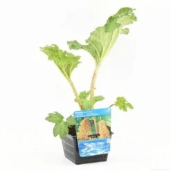 Mammoetblad (Gunnera Manicata) -PlantenPracht Winkel gunnera manicata s e 13230 p18 1