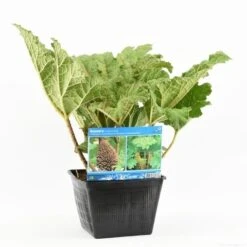 Mammoetblad (Gunnera Manicata) 22 Mammoetblad (Gunnera Manicata) -PlantenPracht Winkel gunnera manicata s e 13645 p28