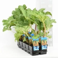 Mammoetblad (Gunnera Manicata) -PlantenPracht Winkel gunnera manicata tl e 11115 p9 1