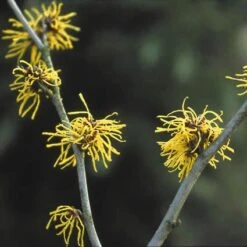 Toverhazelaar (Hamamelis Intermedia 'Westerstede') -PlantenPracht Winkel haiweste 22 11 11