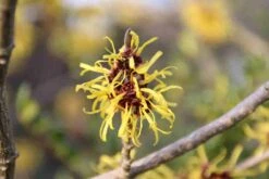 Toverhazelaar (Hamamelis Mollis 'Pallida') -PlantenPracht Winkel hamamelis mollis pallida 1
