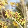 Toverhazelaar (Hamamelis Mollis 'Pallida') 2 Toverhazelaar (Hamamelis Mollis 'Pallida') -PlantenPracht Winkel hamamelis mollis pallida 2 1