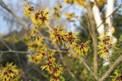 Toverhazelaar (Hamamelis Mollis 'Pallida') -PlantenPracht Winkel hamamelis mollis pallida 3 2