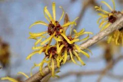 Toverhazelaar (Hamamelis Mollis 'Pallida') 11 Toverhazelaar (Hamamelis Mollis 'Pallida') -PlantenPracht Winkel hamamelis mollis pallida 4