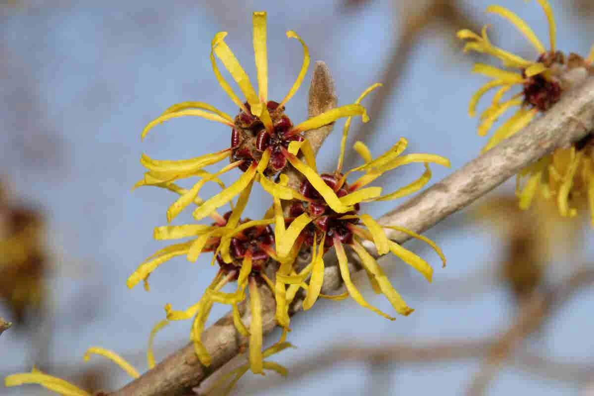 Toverhazelaar (Hamamelis Mollis 'Pallida') 5 Toverhazelaar (Hamamelis Mollis 'Pallida') - Afbeelding 3