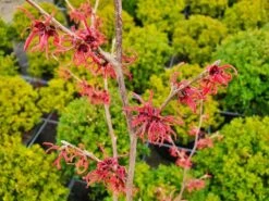 Toverhazelaar (Hamamelis Intermedia 'Ruby Glow') -PlantenPracht Winkel hamamelisrubyglow02a 1