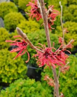 Toverhazelaar (Hamamelis Intermedia 'Ruby Glow') -PlantenPracht Winkel hamamelsisrubyglow01a