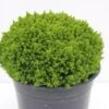 Hebe (Hebe 'Emerald Gem') 1 Hebe (Hebe 'Emerald Gem') -PlantenPracht Winkel hebe emerald gem