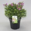 Hebe (Hebe ‘Mette’) -PlantenPracht Winkel hebe mette c5