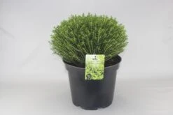 Hebe (Hebe Odora 'New Zealand Gold')