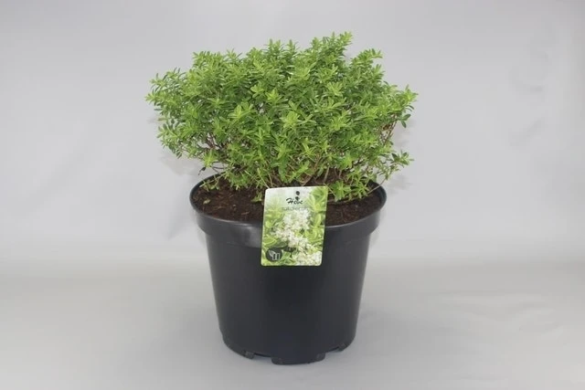 Dwerg Hebe (Hebe 'Rakaiensis') 3 Dwerg Hebe (Hebe 'Rakaiensis')