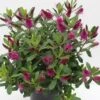 Hebe (Hebe 'Wiri Charm') 2 Hebe (Hebe 'Wiri Charm') -PlantenPracht Winkel hebe wiri charm