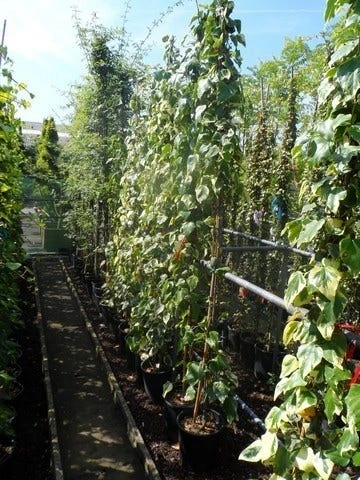 Kaukasische Klimop (Hedera Colchica 'Dentata Variegata') 8 Kaukasische Klimop (Hedera Colchica 'Dentata Variegata') - Afbeelding 6