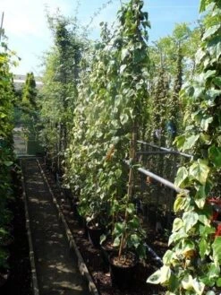 Kaukasische Klimop (Hedera Colchica 'Dentata Variegata') 13 Kaukasische Klimop (Hedera Colchica 'Dentata Variegata') -PlantenPracht Winkel hedera colchica dentata variegata 175 200 c10 2