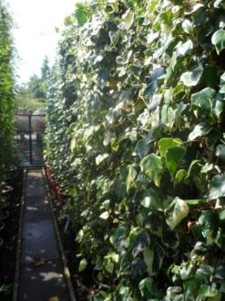 Kaukasische Klimop (Hedera Colchica 'Dentata Variegata') -PlantenPracht Winkel hedera colchica dentata variegata 200 250 c15 3