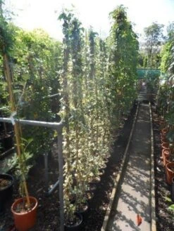 Bonte Klimop (Hedera Helix 'Marginata Elegantissima') 5 Bonte Klimop (Hedera Helix 'Marginata Elegantissima') -PlantenPracht Winkel hedera helix marginata elegantissima 150 200 c3 2