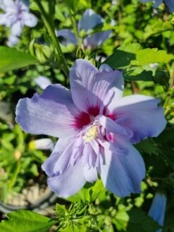 Altheastruik (Hibiscus Syriacus 'Blue Chiffon') -PlantenPracht Winkel hibiscis blue chiffon 1