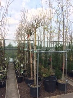 Altheastruik Als Boom (Hibiscus Syriacus 'Oiseau Blue') 12 Altheastruik Als Boom (Hibiscus Syriacus 'Oiseau Blue') -PlantenPracht Winkel hibiscus