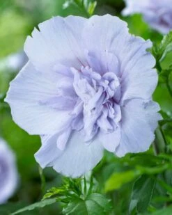 Altheastruik (Hibiscus Syriacus 'Blue Chiffon') -PlantenPracht Winkel hibiscus blue chiffon 2