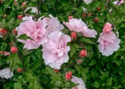 Altheastruik (Hibiscus Syriacus 'Pink Chiffon') -PlantenPracht Winkel hibiscus pink chiffon 1