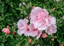 Altheastruik (Hibiscus Syriacus 'Pink Chiffon') -PlantenPracht Winkel hibiscus pink chiffon 2