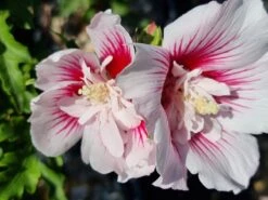Altheastruik (Hibiscus Syriacus 'Starburst Chiffon') -PlantenPracht Winkel hibiscus stardust chiffon 1