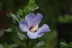 Altheastruik Op Stam (Hibiscus Syriacus 'Oiseau Blue') 9 Altheastruik Op Stam (Hibiscus Syriacus 'Oiseau Blue') -PlantenPracht Winkel hibiscus syr. oiseau blue 3 1