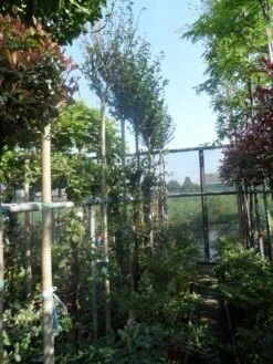 Altheastruik Als Boom (Hibiscus Syriacus 'Oiseau Blue') 11 Altheastruik Als Boom (Hibiscus Syriacus 'Oiseau Blue') -PlantenPracht Winkel hibiscus syriacus in soorten 10 12ho cont