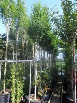 Altheastruik Als Boom (Hibiscus Syriacus 'Oiseau Blue') 10 Altheastruik Als Boom (Hibiscus Syriacus 'Oiseau Blue') -PlantenPracht Winkel hibiscus syriacus oiseau bleu 12 14ho cont 2