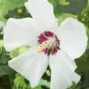 Altheastruik Op Stam (Hibiscus Syriacus 'Red Heart') -PlantenPracht Winkel hibiscus syriacus red heart 1
