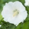 Altheastruik Op Stam (Hibiscus Syriacus 'William R. Smith')