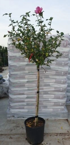 Altheastruik Op Stam (Hibiscus Syriacus 'Woodbridge') -PlantenPracht Winkel hibiscus woodbridge