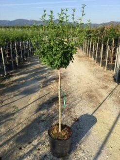 Altheastruik Als Halfstam (Hibiscus Syriacus 'Hamabo') -PlantenPracht Winkel hibiscushamabohalfstam02 1