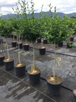 Altheastruik Als Halfstam (Hibiscus Syriacus 'Hamabo') -PlantenPracht Winkel hibiscushamabohalfstam03 1