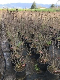 Altheastruik (Hibiscus Syriacus 'Pink Chiffon') -PlantenPracht Winkel hibiscuspinkchiffon