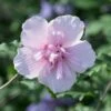 Altheastruik (Hibiscus Syriacus 'Pink Chiffon') -PlantenPracht Winkel hibiscuspinkchiffon01