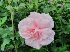 Altheastruik (Hibiscus Syriacus 'Pink Chiffon') -PlantenPracht Winkel hibiscuspinkchiffon01