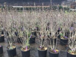 Altheastruik (Hibiscus Syriacus 'Purple Ruffles') -PlantenPracht Winkel hibiscuspurpleruffles02