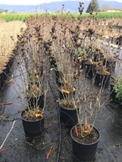 Altheastruik (Hibiscus Syriacus 'Starburst Chiffon') -PlantenPracht Winkel hibiscusstarburstchiffon02