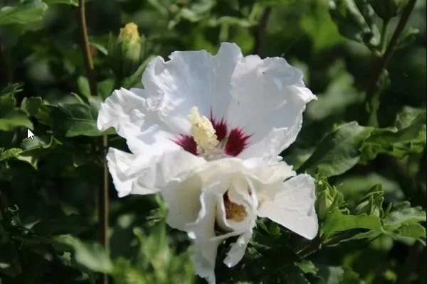 Altheastruik Als Boom (Hibiscus Syriacus 'Red Heart') 5 Altheastruik Als Boom (Hibiscus Syriacus 'Red Heart') - Afbeelding 3
