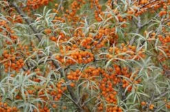 Duindoorn (Hippophae Rhamnoides)