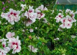 Altheastruik (Hibiscus Syriacus 'Starburst Chiffon') -PlantenPracht Winkel hisrwoo6 hibiscus starburst chiffon flower