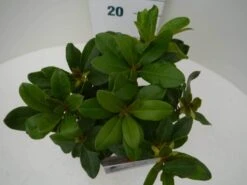 Rhododendron (Rhododendron 'Horizon Monarch') -PlantenPracht Winkel hor. monarch c2 boven 2