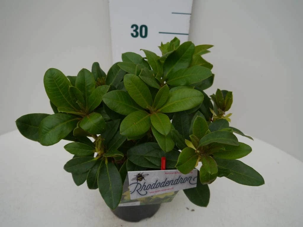 Rhododendron (Rhododendron 'Horizon Monarch') 4 Rhododendron (Rhododendron 'Horizon Monarch') - Afbeelding 2