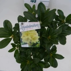 Rhododendron (Rhododendron 'Horizon Monarch') -PlantenPracht Winkel hor. monarch c5 boven 2