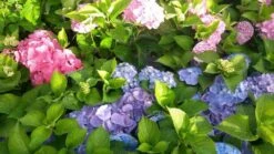 Hortensia (Hydrangea 'Endless Summer' Roze) -PlantenPracht Winkel hortensia endless summer 1 1 2
