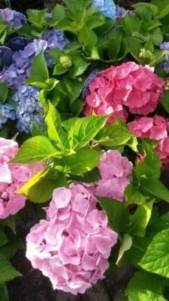 Hortensia (Hydrangea 'Endless Summer' Roze) -PlantenPracht Winkel hortensia endless summer 2